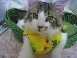アロハ隊入隊希望ラル.jpg