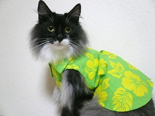 s-クローネアロハ.jpg